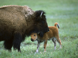 American Bison (Bison Bison) Female and Calf  Yellowstone Nat'l Park  Montana