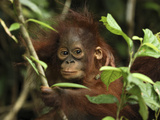 Orangutan (Pongo Pygmaeus) Baby  Camp Leaky  Tanjung Puting Nat'l Park  Indonesia