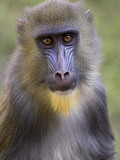 Mandrill (Mandrillus Sphinx) Juvenile Male Portrait  Native to Africa