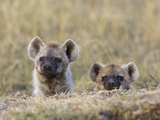 Spotted Hyena (Crocuta Crocuta) 4 to 6 Month Old Cub Siblings  Masai Mara Nat'l Reserve  Kenya