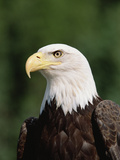 Bald Eagle (Haliaeetus Leucocephalus)  North America