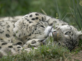 Snow Leopard (Uncia Uncia) Pair Playing Together  Endangered  Native to Asia and Russia