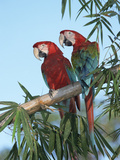 Red and Green Macaw (Ara Chloroptera) Pair  Pantanal  Brazil