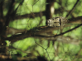 A Water Monitor Lizard Swimming in a Pond with Forest Reflections