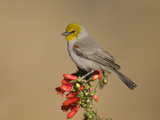 Verdin (Auriparus Flaviceps) Male  Santa Rita Mountains  Arizona