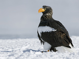 Steller's Sea Eagle (Haliaeetus Pelagicus) Portrait  Kamchatka  Russia