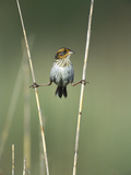 Saltmarsh Sharp-Tailed Sparrow (Ammodramus Caudacutus) Perched on Reeds  Long Island  New York