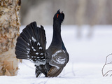 Capercaillie (Tetrao Urogallus) Male Displaying and Calling  Kamchatka  Russia