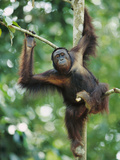Orangutan (Pongo Pygmaeus) Adult Sitting in Tree  Endangered  Borneo