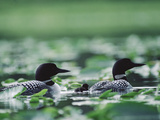 Common Loon (Gavia Immer) Mated Couple Swimming Among Water Plants  Wyoming