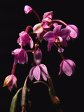 A Cluster of Beautiful Lilac-Colored Orchid Flowers