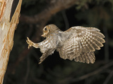 Elf Owl (Micrathene Whitneyi) Landing with Prey in Beak  Santa Rita Mountains  Arizona