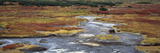 Brown Bear (Ursus Arctos) Crossing River  Kamchatka  Russia