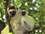 Verreaux's Sifaka (Propithecus Verreauxi) Mother with Infant  Berenty Private Reserve  Madagascar