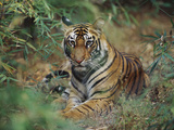 Bengal Tiger (Panthera Tigris Tigris) Juvenile in Bamboo Forest  Bandhavgarh Nat'l Park  India