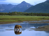 Grizzly Bear (Ursus Arctos Horribilis) Crossing River  Katmai Nat'l Park  Alaska