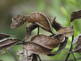 Fantastic Leaf-Tail Gecko (Uroplatus Phantasticus)  Andasibe-Mantadia Nat'l Park  Madagascar