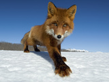 Red Fox (Vulpes Vulpes) on Snow  Kamchatka  Russia
