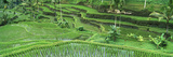 Rice (Oryza Sativa) Paddy in the Ubud Area  Bali  Indonesia
