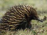 Short-Beaked Echidna or Spiny Anteater (Tachyglossus Aculeatus)