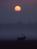 Elk or Wapiti (Cervus Elaphus) Silhouetted on Smoky Horizon  Yellowstone  Wyoming