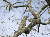 Great Potoo (Nyctibius Grandis) Camouflaged on Branch  Pantanal  Brazil