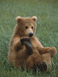 Grizzly Bear (Ursus Arctos Horribilis) Cub Playing  Katmai Nat'l Park  Alaska