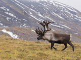 Caribou (Rangifer Tarandus) Male  Kamchatka  Russia