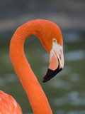 Greater Flamingo (Phoenicopterus Ruber) Portrait  San Diego Zoo  California