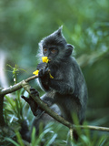 Crested Langur (Semnopithecus Cristatus) Juvenile Eating Flowers