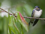 Barn Swallow (Hirundo Rustica) Fledgling on the Morning it Left the Nest