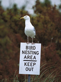 Herring Gull (Larus Argentatus) Adult Perched on 'Keep Out' Sign  Long Island  New York