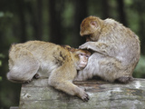 Barbary Macaque (Macaca Sylvanus) Pair Grooming  Native to Algeria and Morocco