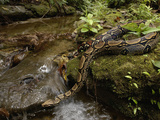 Boa Constrictor (Boa Constrictor) Crossing a Stream  Ecuador
