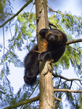 Wolverine (Gulo Gulo) Resting in Tree  Native to North America and Europe