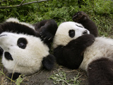 Giant Panda (Ailuropoda Melanoleuca) Young Pandas Playing  Wolong Nature Reserve  China