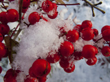 Snow on the Berries of a Heavenly Bamboo  Nandina Domestica  Plant