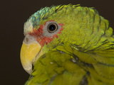 Close Up of a White-Fronted Amazon Parrot  Amazona Albifrons