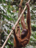 Orangutan (Pongo Pygmaeus) Mother and Baby  Orangutan Wildlife Center  Borneo