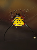 Spiny Spider (Gasteracantha Sp) in Web  East Kalimantan  Indonesia