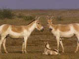 Indian Wild Ass (Equus Hemionus Khur) Parents with Calf  Rann of Kutch  Gujarat  India