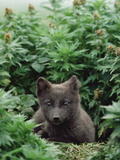 Arctic Fox (Alopex Lagopus) Young Pup  Arctic North America