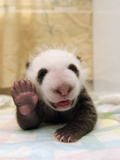 Giant Panda (Ailuropoda Melanoleuca) Cub  Wolong Nature Reserve  China