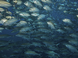 School of Jacks or Trevally Fish  Carangoides Species