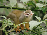South American or Common Squirrel Monkey (Saimiri Sciureus)  Brazil