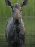 Moose (Alces Americanus) Female  Chena River  Alaska