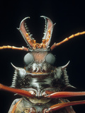 Longhorn Beetle (Macrodontia Cervicornis)