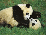 Giant Panda (Ailuropoda Melanoleuca) Endangered  Two Cubs Playing