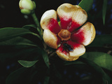 Rainforest Flower with Insect Pollinating It  Atlantic Forest Ecosystem  Brazil