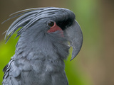 Palm Cockatoo (Probosciger Aterrimus)